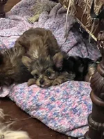 Cowboy, a female Yorkshire Terrier for sale in Keller, TX – 2 of 3