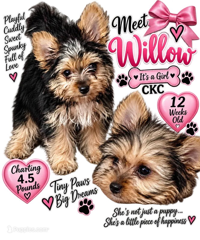 Willow – Yorkshire Terrier puppy for sale in Keller, TX