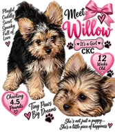 Willow, a female Yorkshire Terrier for sale in Keller, TX – 1 of 4
