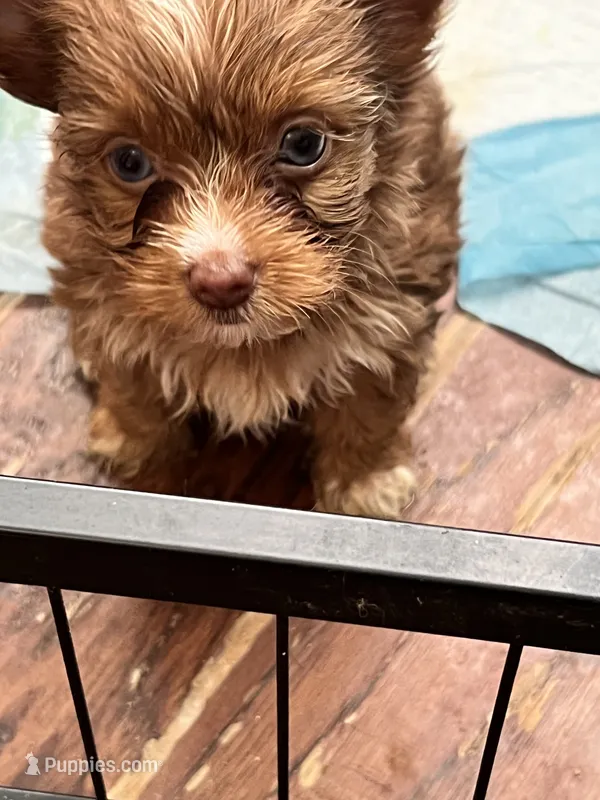 Reese – Yorkshire Terrier puppy for sale in Keller, TX