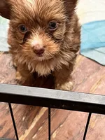 Reese, a female Yorkshire Terrier for sale in Keller, TX – 1 of 5