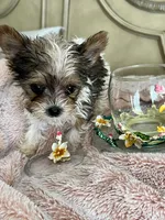 Tiny, a male Yorkshire Terrier for sale in Keller, TX – Photo 1 of 3