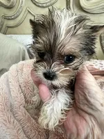 Tiny, a male Yorkshire Terrier for sale in Keller, TX – Photo 2 of 3