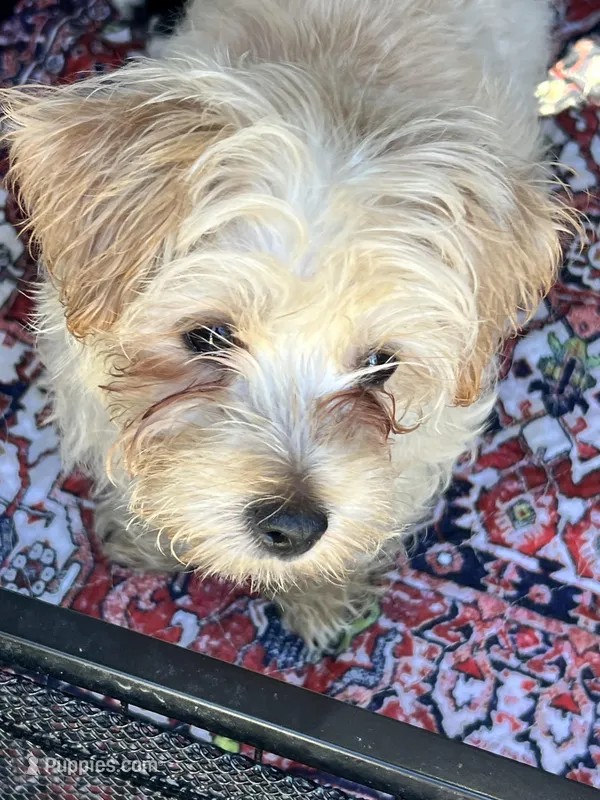 Charlie – Morkie puppy for sale in Keller, TX