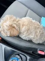 Charlie, a male Morkie for sale in Keller, TX – Photo 4 of 4