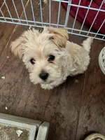 Charlie, a male Morkie for sale in Keller, TX – Photo 2 of 4