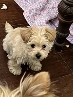 Charlie, a male Morkie for sale in Keller, TX – 5 of 5