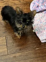 Doodle bug, a male Yorkshire Terrier for sale in Keller, TX – 5 of 5