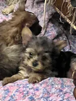 Lily, a female Yorkshire Terrier for sale in Keller, TX – 2 of 3