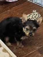Willow, a female Yorkshire Terrier for sale in Keller, TX – 4 of 4