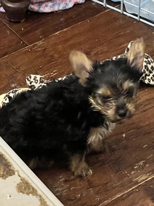Cowboy – Yorkshire Terrier puppy for sale in Keller, TX