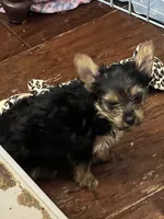 Cowboy, a female Yorkshire Terrier for sale in Keller, TX – 1 of 3