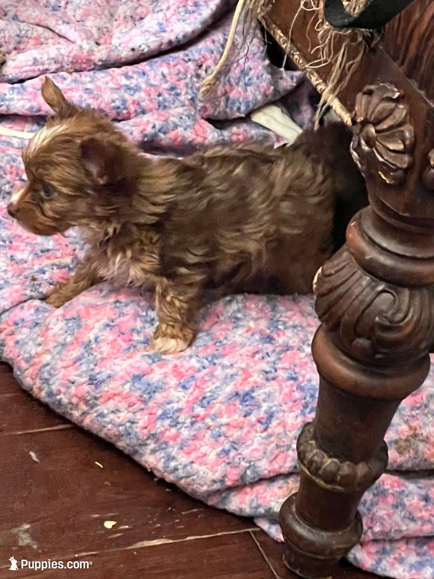 Ocean Pearl, a female Yorkshire Terrier for sale in Keller, TX – 2 of 3