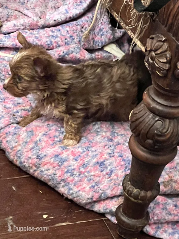 Dak – Yorkshire Terrier puppy for sale in Keller, TX