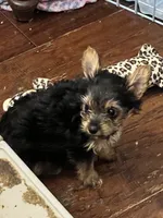 Cowboy, a female Yorkshire Terrier for sale in Keller, TX – 3 of 3