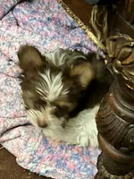 Daisy, a female Yorkshire Terrier for sale in Keller, TX – 4 of 6
