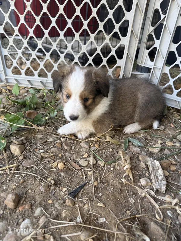 Sable girl 1 – Shetland Sheepdog puppy for sale in Prairie, MS