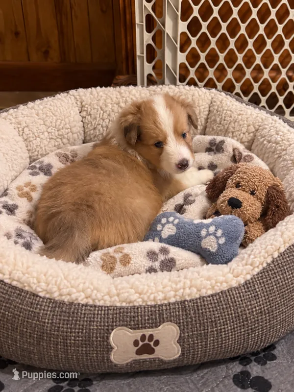 Sable Merle Girl – Shetland Sheepdog puppy for sale in Prairie, MS