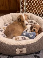 Sable Merle Girl, a female Shetland Sheepdog for sale in Prairie, MS – 1 of 5