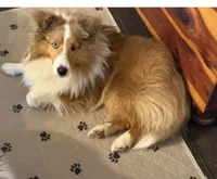 Sable Merle Girl, a female Shetland Sheepdog for sale in Prairie, MS – 5 of 5