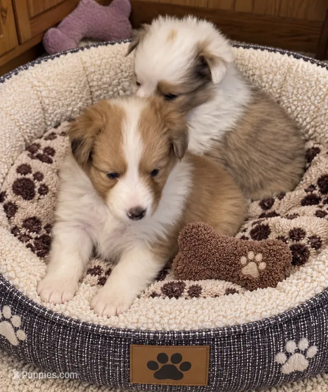 Sable girl 1 – Shetland Sheepdog puppy for sale in Prairie, MS