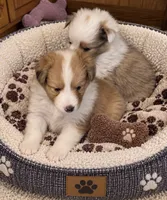 Sable girl 1, a female Shetland Sheepdog for sale in Prairie, MS – 1 of 5