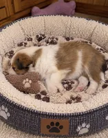 Sable girl 1, a female Shetland Sheepdog for sale in Prairie, MS – 5 of 5