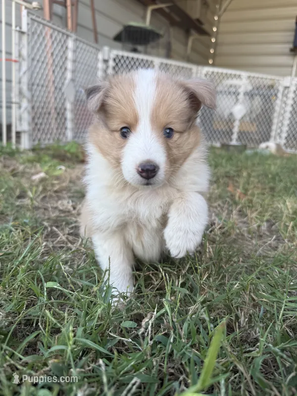 Sable Merle Girl – Shetland Sheepdog puppy for sale in Prairie, MS