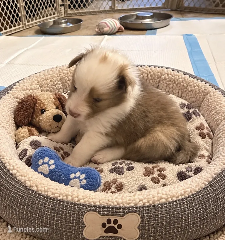 Blue Merle boy – Shetland Sheepdog puppy for sale in Prairie, MS