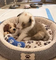 Blue Merle boy, a male Shetland Sheepdog for sale in Prairie, MS – 1 of 6
