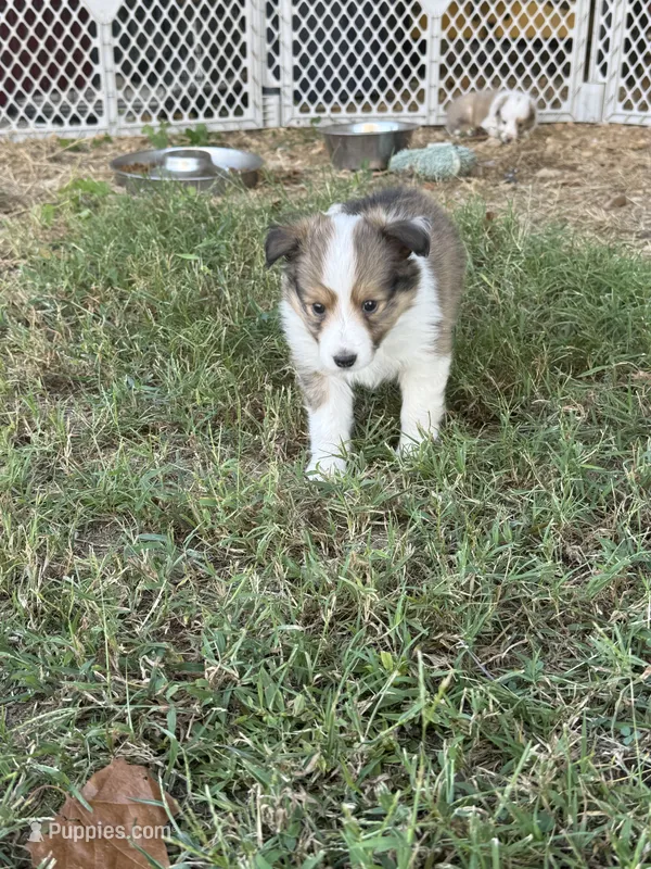 Sable girl 2 – Shetland Sheepdog puppy for sale in Prairie, MS