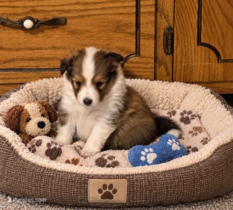 Sable girl 2 – Shetland Sheepdog puppy for sale in Prairie, MS