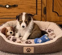 Sable girl 2, a female Shetland Sheepdog for sale in Prairie, MS – 1 of 5