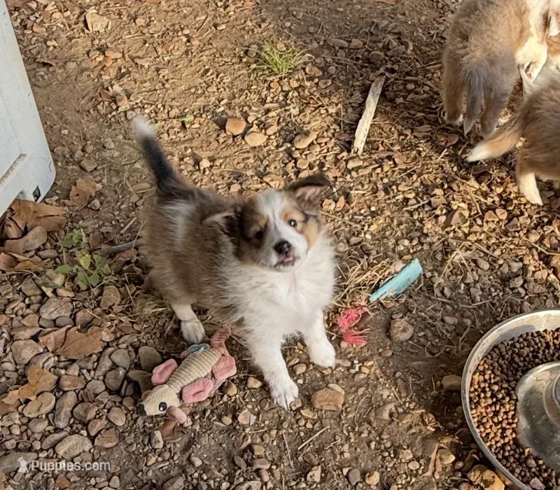 Sable girl 1 – Shetland Sheepdog puppy for sale in Prairie, MS