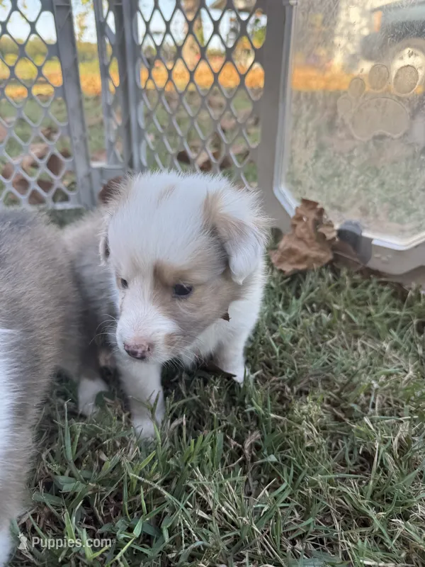 Blue Merle boy – Shetland Sheepdog puppy for sale in Prairie, MS