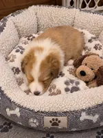 Sable Merle Girl, a female Shetland Sheepdog for sale in Prairie, MS – 2 of 5