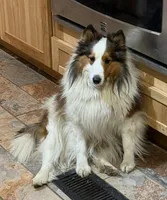 Blue Merle boy, a male Shetland Sheepdog for sale in Prairie, MS – 5 of 6