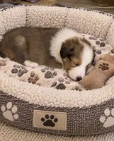 Sable girl 2, a female Shetland Sheepdog for sale in Prairie, MS – 2 of 5
