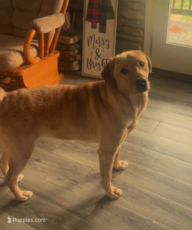 Bear – Labrador Retriever puppy for sale in Florence, KY