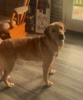 Bear, a female Labrador Retriever for sale in Florence, KY – 1 of 3