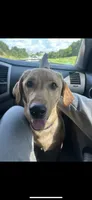 Bear, a female Labrador Retriever for sale in Florence, KY – 2 of 3