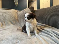 Yuki, a female Chihuahua for sale in Denver, CO – 3 of 6