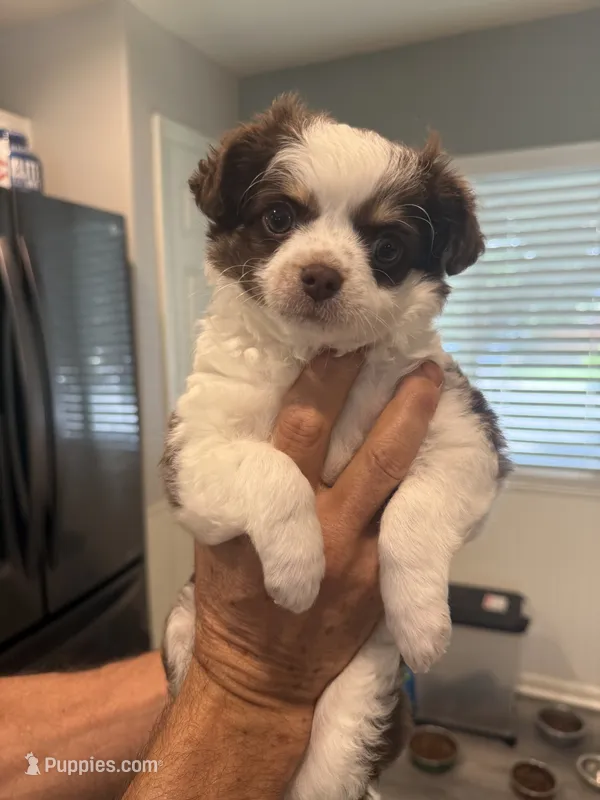 Yuki – Chihuahua puppy for sale in Denver, CO