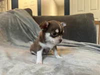Molly, a female Chihuahua for sale in Denver, CO – 4 of 5