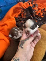 Yuki, a female Chihuahua for sale in Denver, CO – 4 of 6