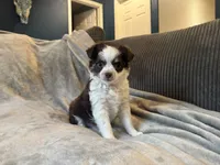 Yuki, a female Chihuahua for sale in Denver, CO – 2 of 6