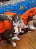 Molly, a female Chihuahua for sale in Denver, CO – 5 of 5