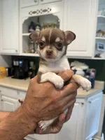 Molly, a female Chihuahua for sale in Denver, CO – 3 of 5