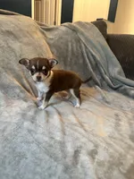 Molly, a female Chihuahua for sale in Denver, CO – 2 of 5