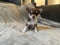 Molly, a female Chihuahua for sale in Denver, CO – 1 of 5